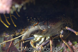 Spiny Lobster taken at The Maze, East End, Grand Cayman by Michael Foulds 